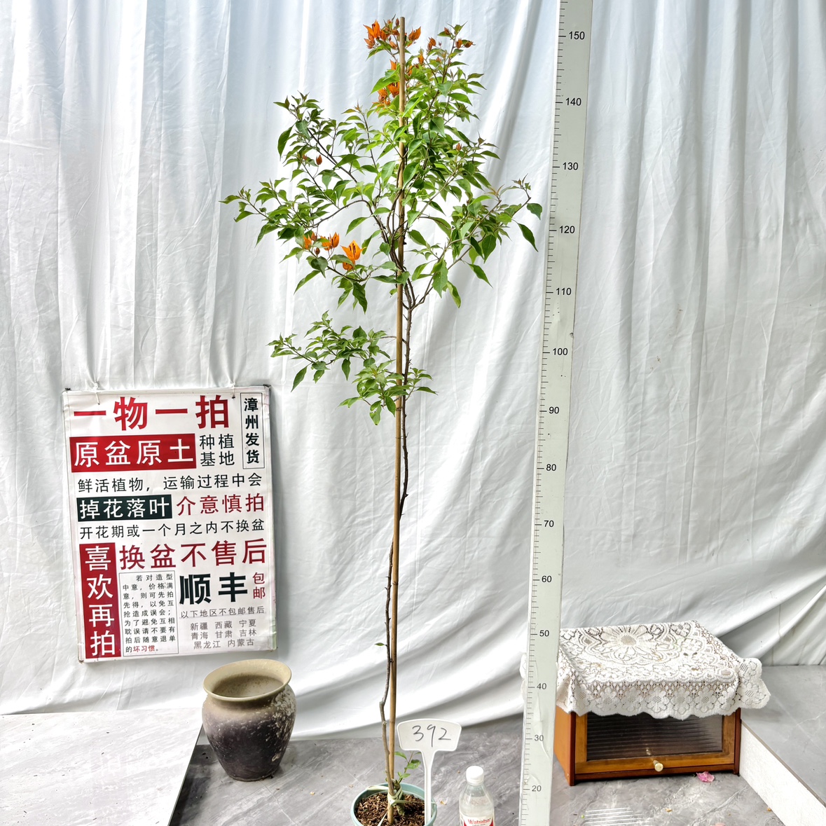 高飘【橙桑巴】392一物一拍漳州三角梅原盆原土四季勤花阳台