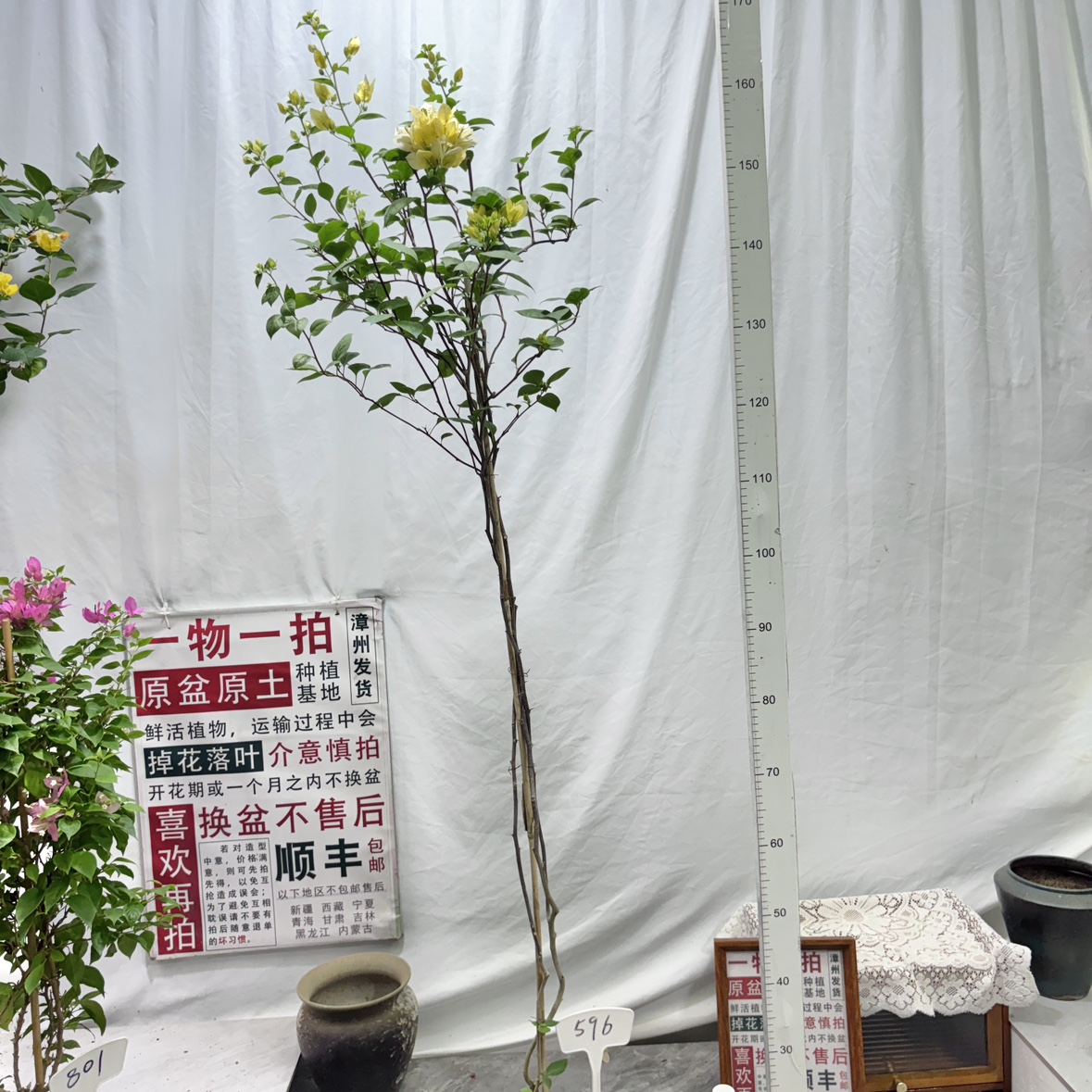 高飘【苏瓦娜】 596一物一拍漳州三角梅原生原盆土四季勤花