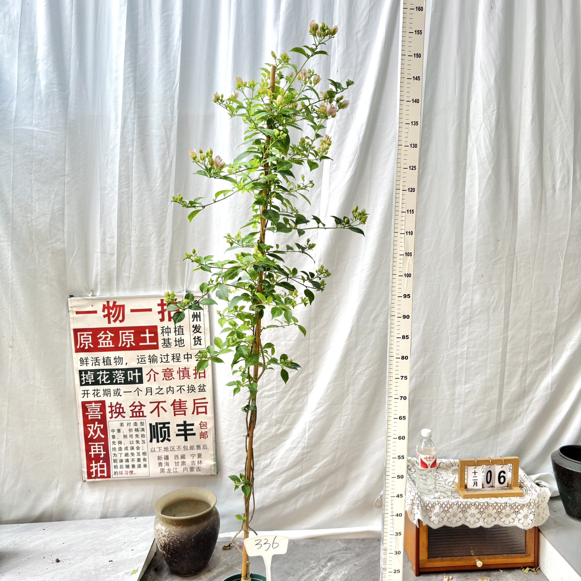 高飘【苹果花】336漳州三角梅原盆土庭院一物一拍四季勤花阳台