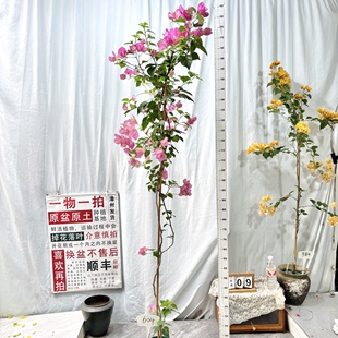 高飘【绿叶宫粉】604一物一拍漳州三角梅原生原盆原土四季勤花