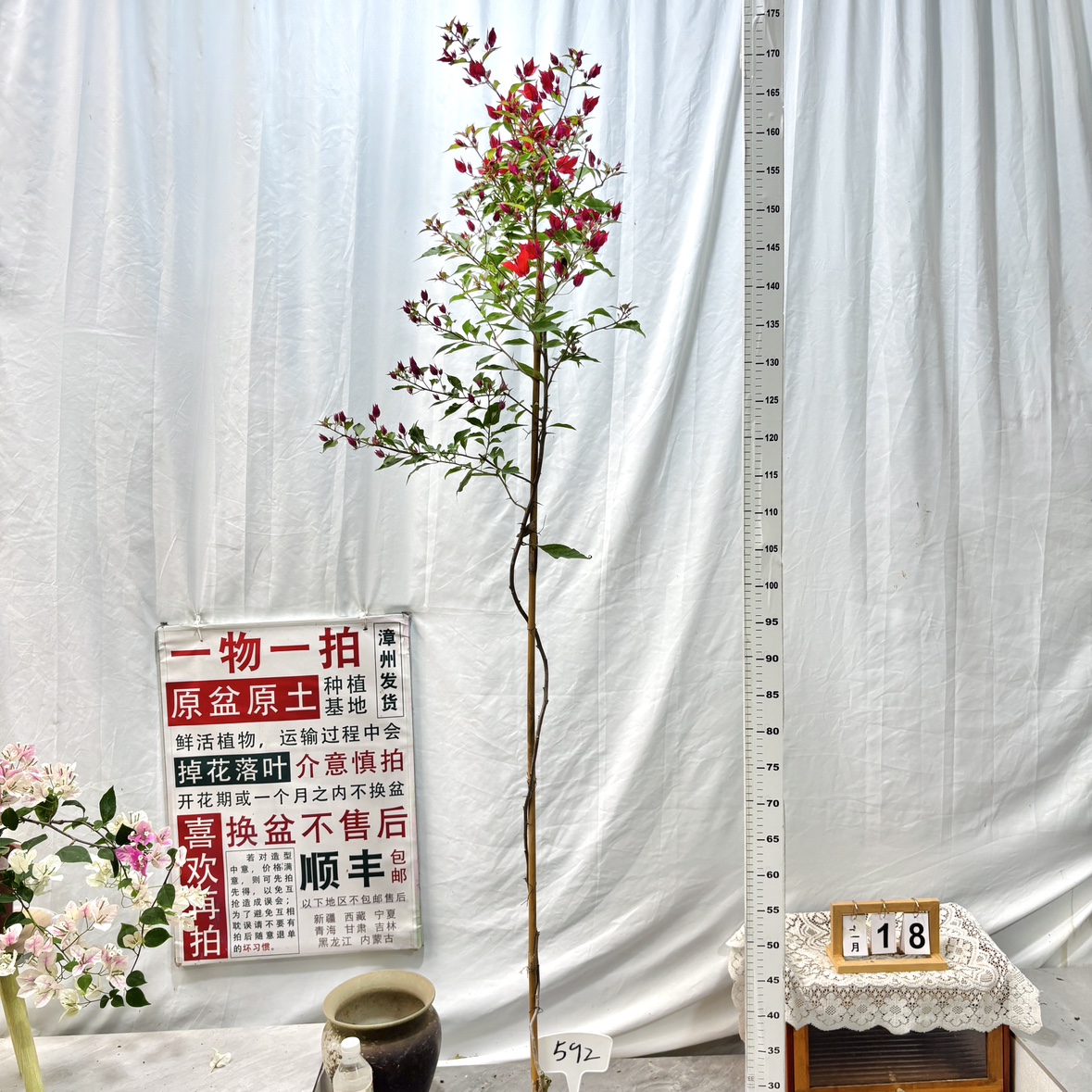 高飘【紫红桑巴】592一物一拍漳州精品三角梅原生带盆土四季勤花