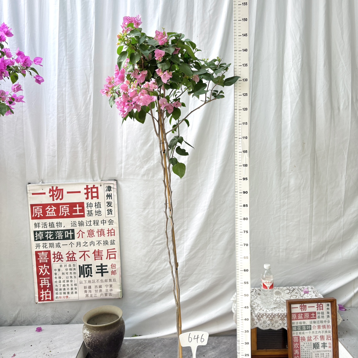 高飘【红粉佳人】646一物一拍漳州三角梅原生带盆土四季勤花阳台