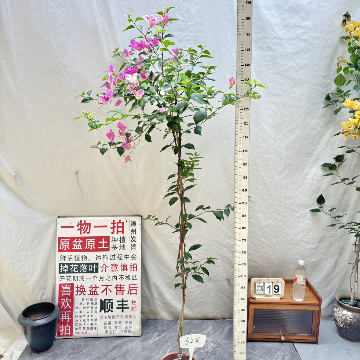 高飘【漳红樱】628一物一拍漳州三角梅原生带盆土四季勤花