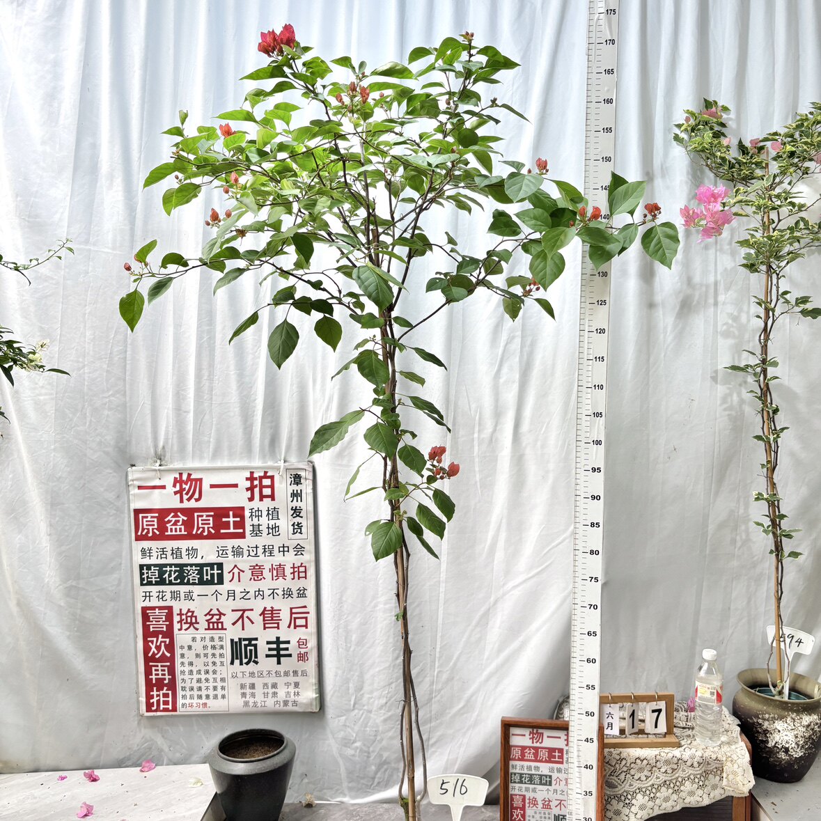 高飘【同安红】516一物一拍漳州三角梅原生原盆土四季勤花阳台 - 实物图