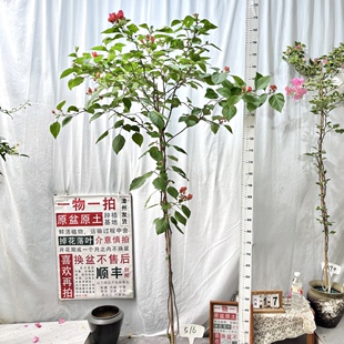 高飘【同安红】516一物一拍漳州三角梅原生原盆土四季勤花阳台