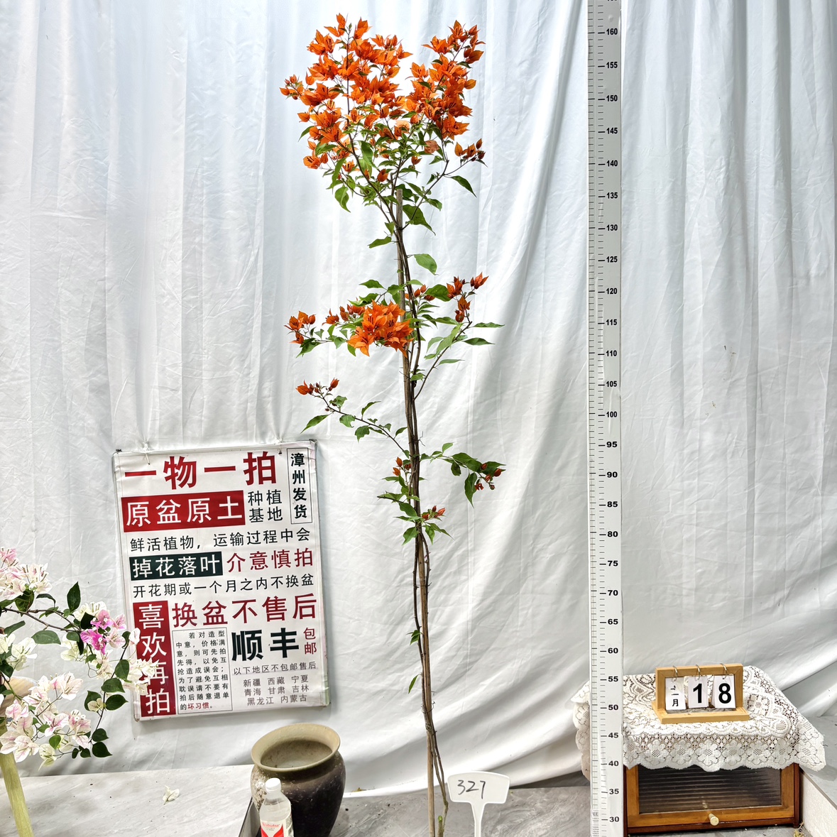 高飘【橙桑巴】327一物一拍漳州三角梅带盆土四季开花勤花庭院