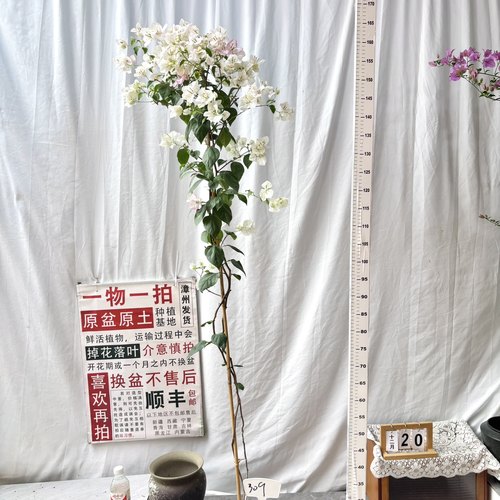 高飘【口红】309一物一拍漳州三角梅原生带盆土阳台四季勤花