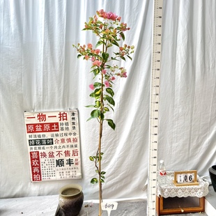 勤花阳台卉 609一物一拍漳州三角梅原盆原土四季 高飘 金心橙白