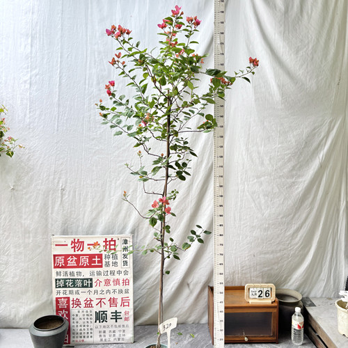 高飘【粉九月】320一物一拍漳州三角梅原生带盆土四季勤花