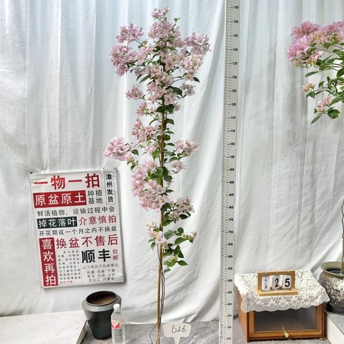 高飘【苹果花】626一物一拍漳州三角梅原生带盆土四季勤花