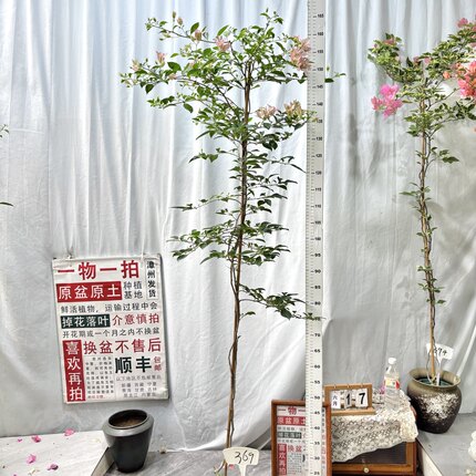 高飘【婆罗洲樱花】369漳州三角梅原生带盆土四季勤花一物一拍