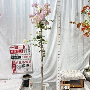 高飘【丽娜】302一物一拍漳州三角梅原生带盆土四季勤花阳台