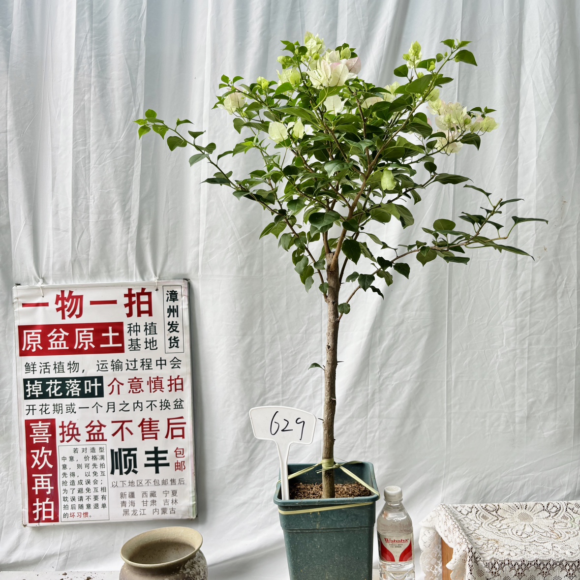 高杆方盆【绿樱】629一物一拍漳州三角梅原生带盆土四季勤花阳台