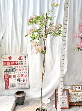 高飘【阿奴娜】 596一物一拍漳州三角梅原生原盆土四季勤花