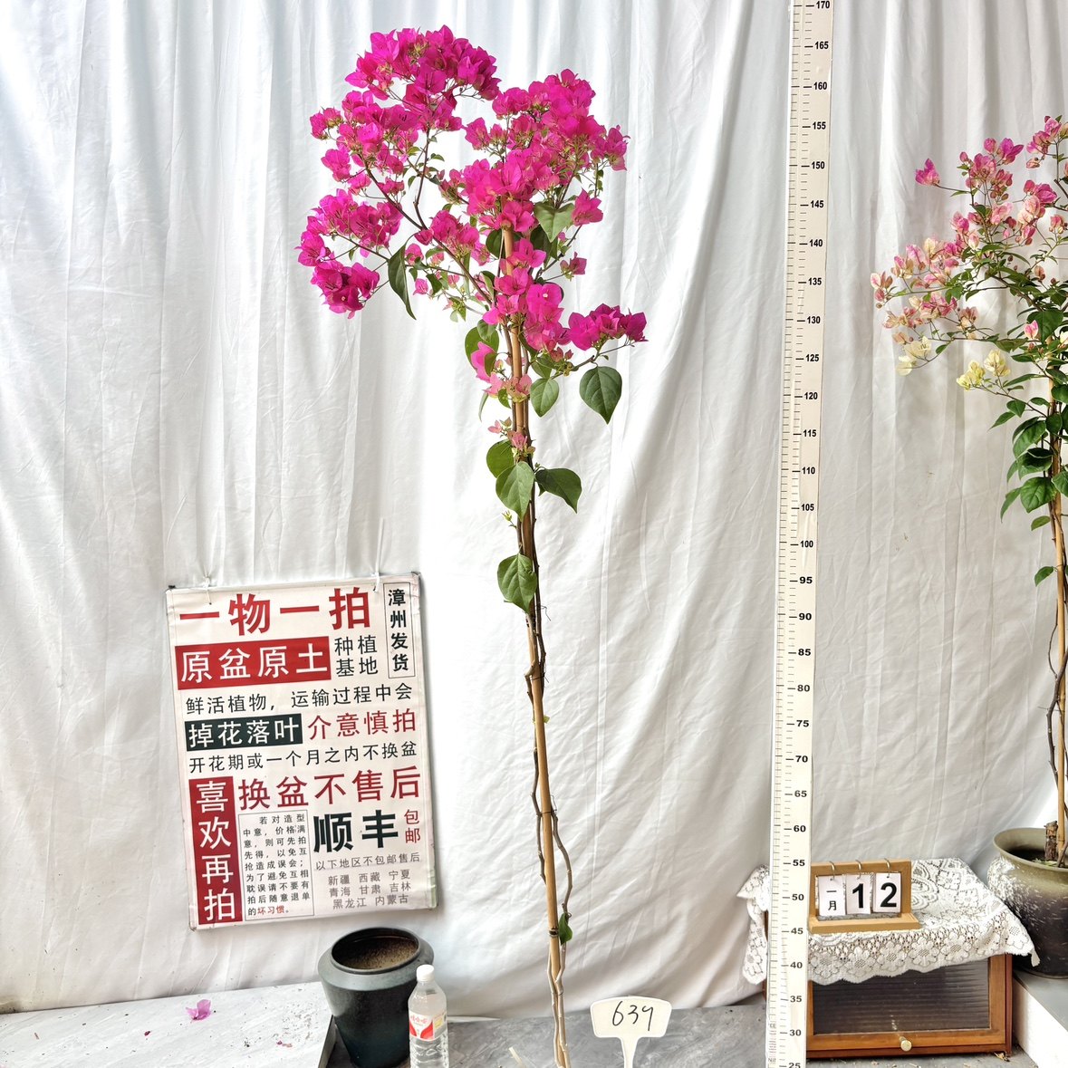 高飘【绿叶宫粉】639一物一拍漳州三角梅原生带盆土四季勤花,鲜花速递/花卉仿真/绿植园艺,绣球/木绣球/木本植物,淘宝优惠券,粉丝福利购,淘宝优惠卷