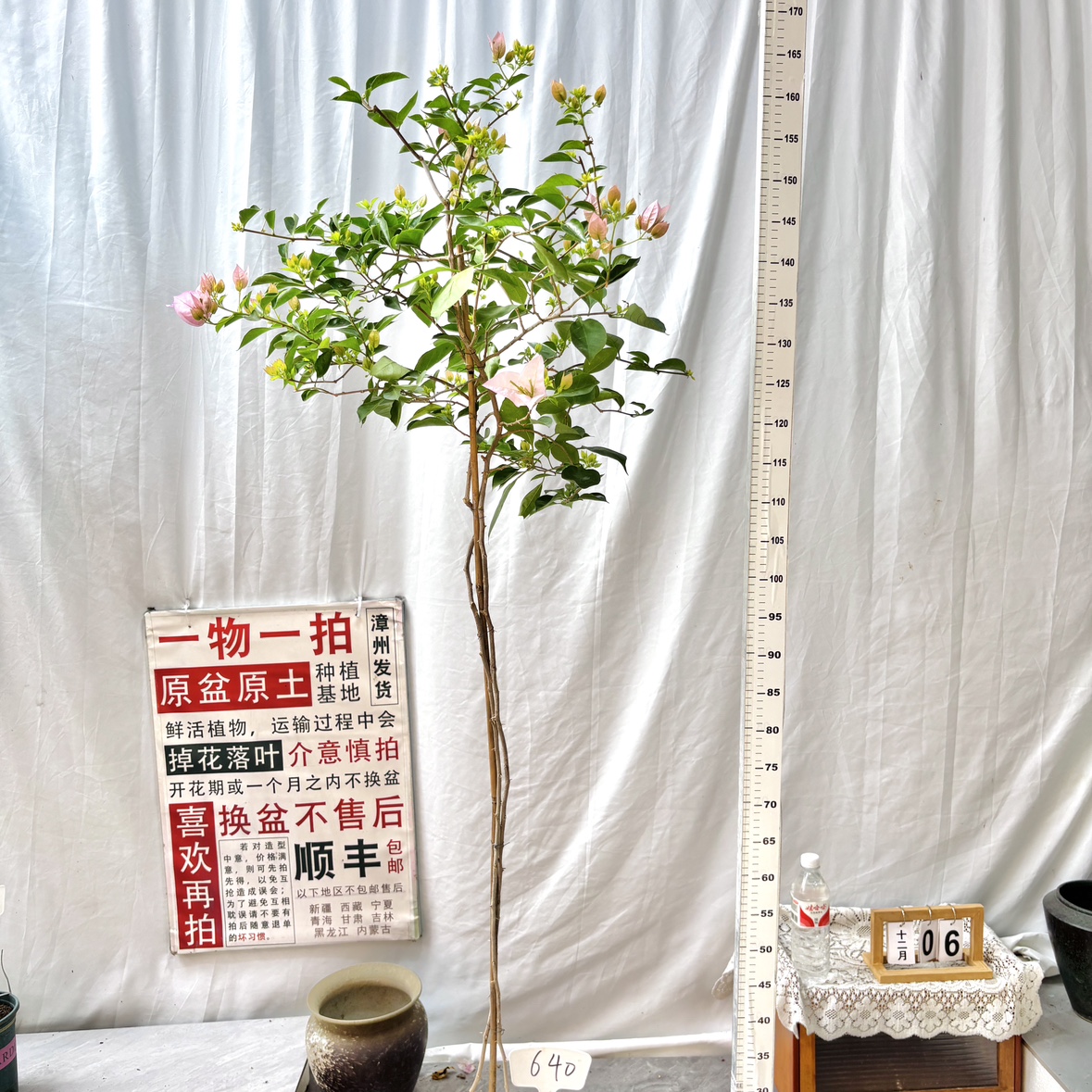 高飘【粉天使】640一物一拍漳州三角梅原生带盆土四季勤花阳台