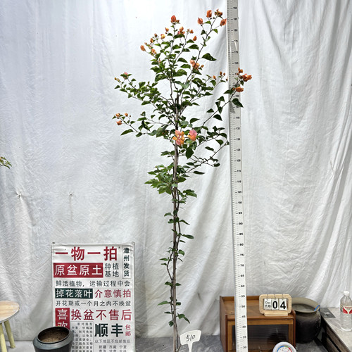 高飘【阿达娜】510一物一拍漳州三角梅原生带盆土四季勤花