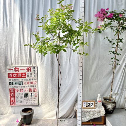 高飘【粉天使】517漳州三角梅原生带盆土四季勤花一物一拍阳台