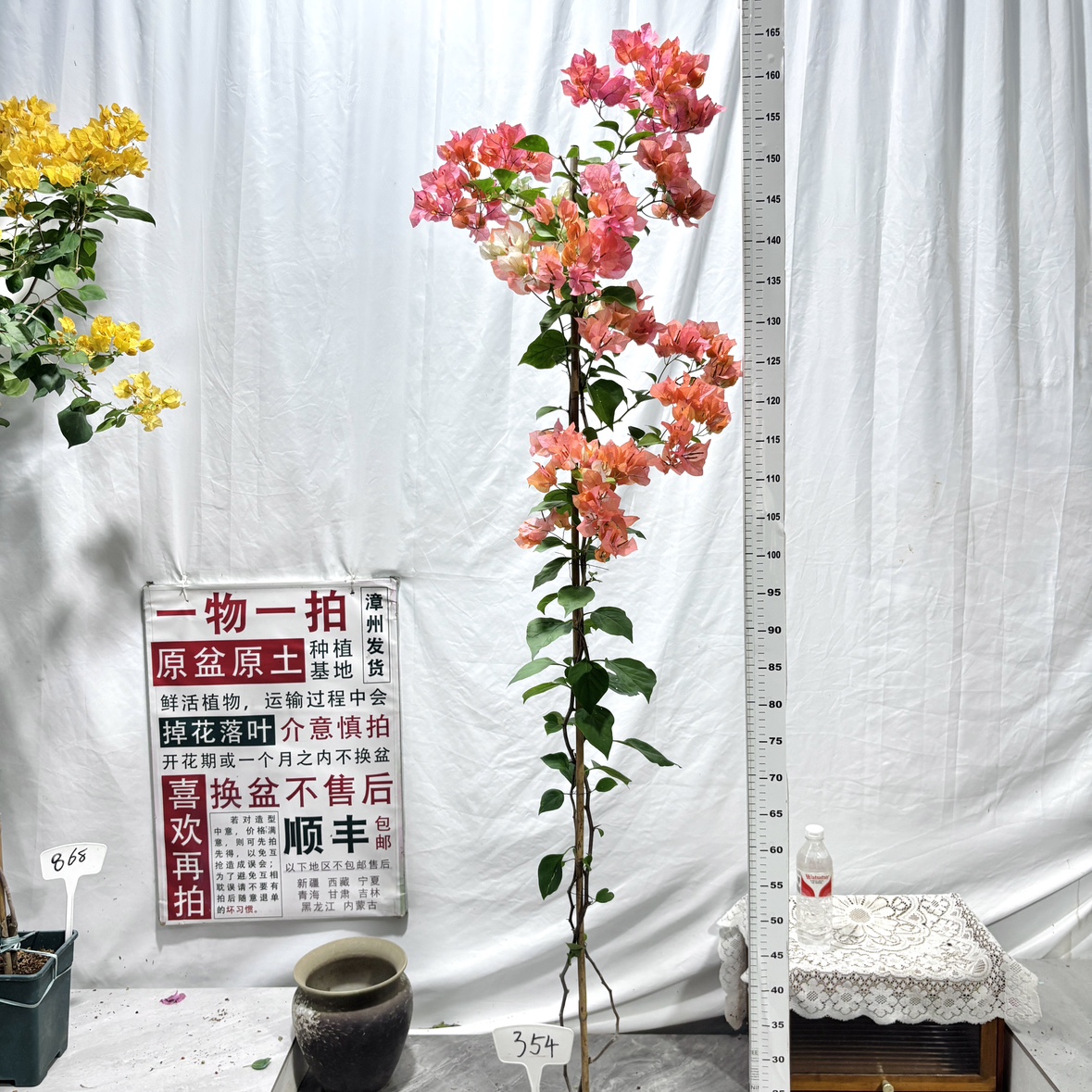 高飘【橙口红】354漳州三角梅原生带盆土四季勤花一物一拍阳台