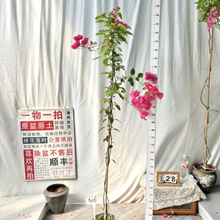 高飘【同安红】506一物一拍漳州三角梅原生带盆土四季勤花