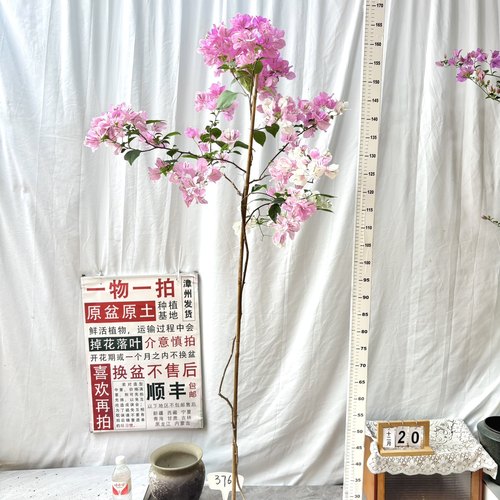 高飘【广红樱】376一物一拍漳州三角梅原盆土庭院四季勤花阳台