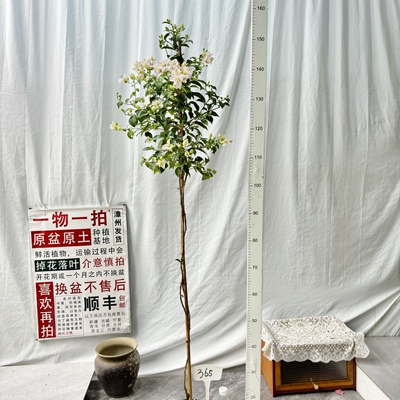 高飘【苹果花】365一物一拍漳州三角梅原生带盆土四季勤花阳台
