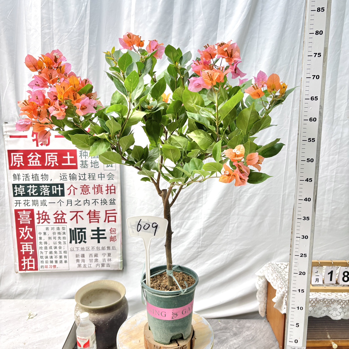 棒棒糖【变色龙】609一物一拍漳州三角梅原盆原土四季勤花阳台卉