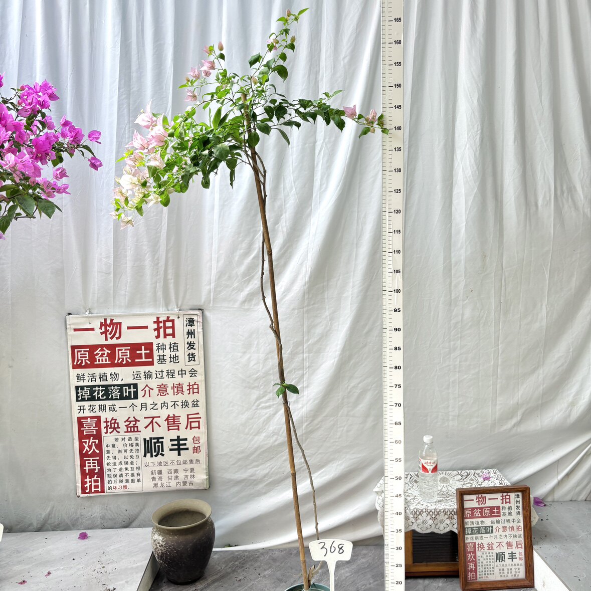 高飘【粉天使】368一物一拍漳州三角梅原生带盆四季勤花阳台