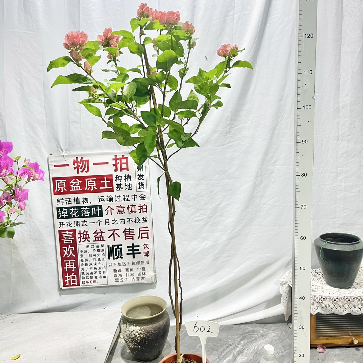 高飘【阿奴娜】602一物一拍漳州三角梅原生带盆土四季勤花庭院