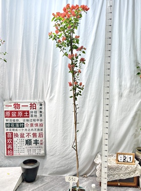 高飘【阿奴娜】632一物一拍漳州三角梅原生带盆土四季勤花