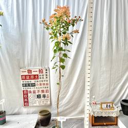 高飘【奶昔】626一物一拍漳州三角梅原生带盆土四季勤花阳台