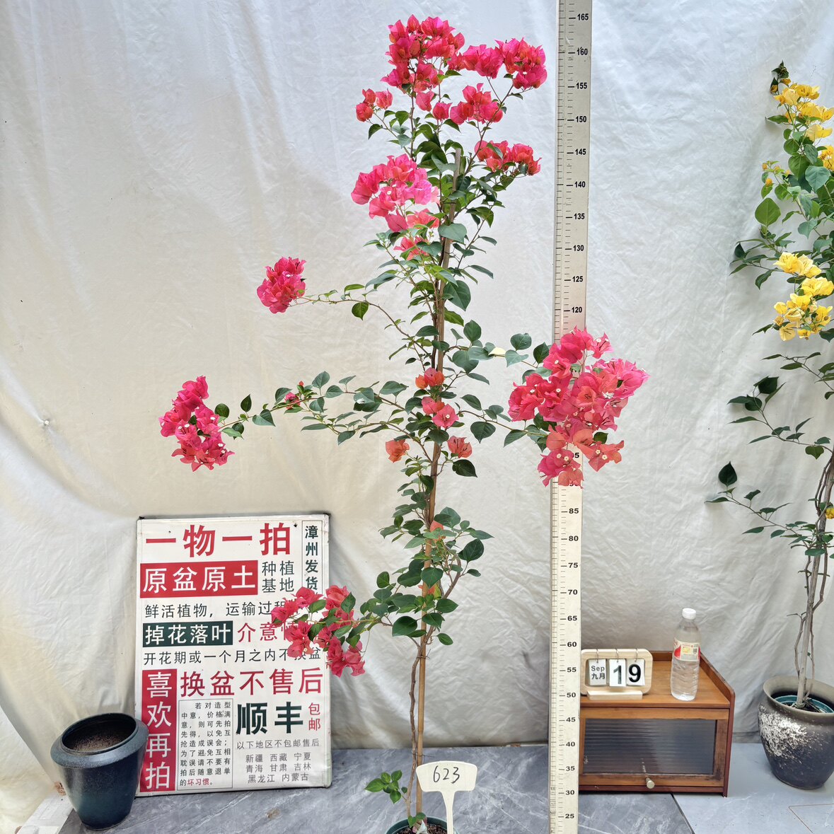 高飘【暗斑夕阳红】623漳州三角梅原盆原土带花勤花一物一拍阳台