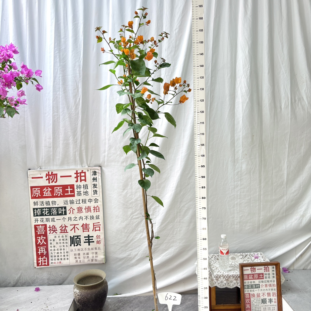 高飘【阿达娜】622一物一拍漳州三角梅原生带盆土四季勤花