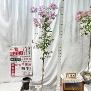 勤花 630一物一拍漳州三角梅原生带盆土四季 高飘 苹果花