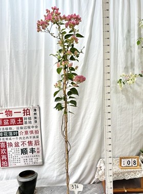 高飘【绿叶五宝】376一物一拍漳州三角梅原盆土庭院四季勤花阳台