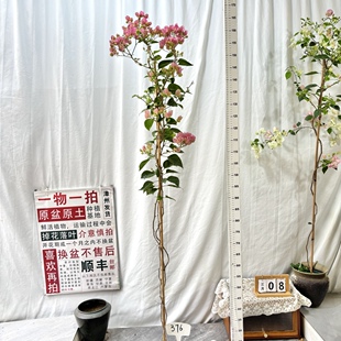 376一物一拍漳州三角梅原盆土庭院四季 勤花阳台 绿叶五宝 高飘