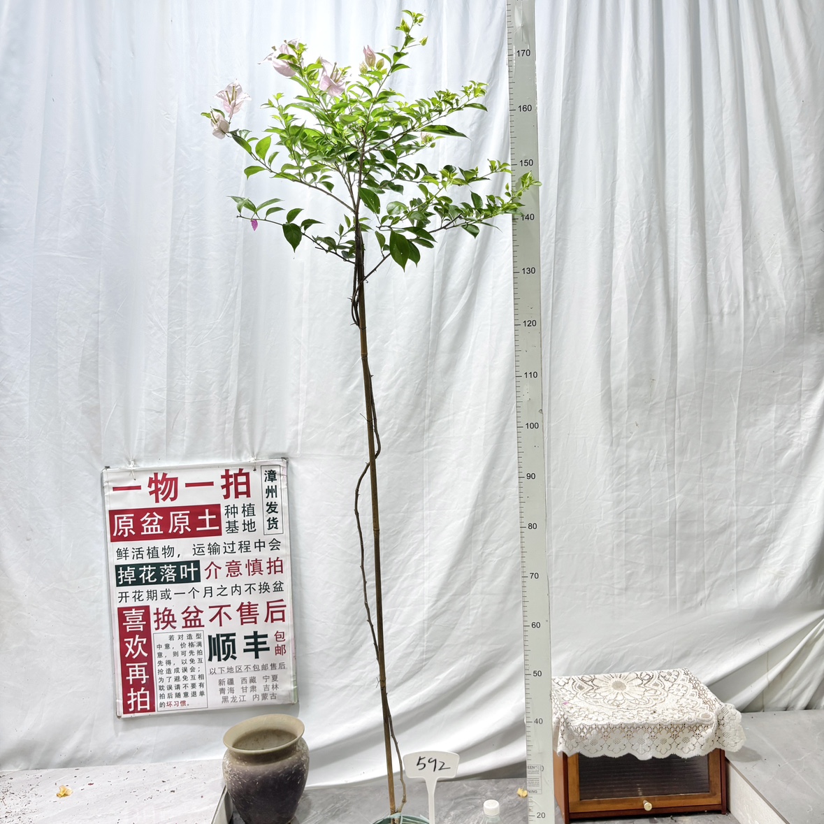 高飘【粉天使】592一物一拍漳州精品三角梅原生带盆土四季勤花