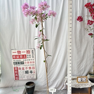 高飘【金夫人】597一物一拍漳州三角梅原生带盆土四季勤花阳台