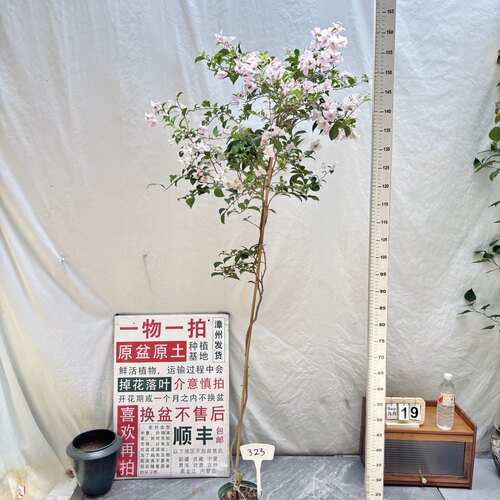 高飘【苹果花】 323一物一拍漳州三角梅原生带盆土四季勤花阳台