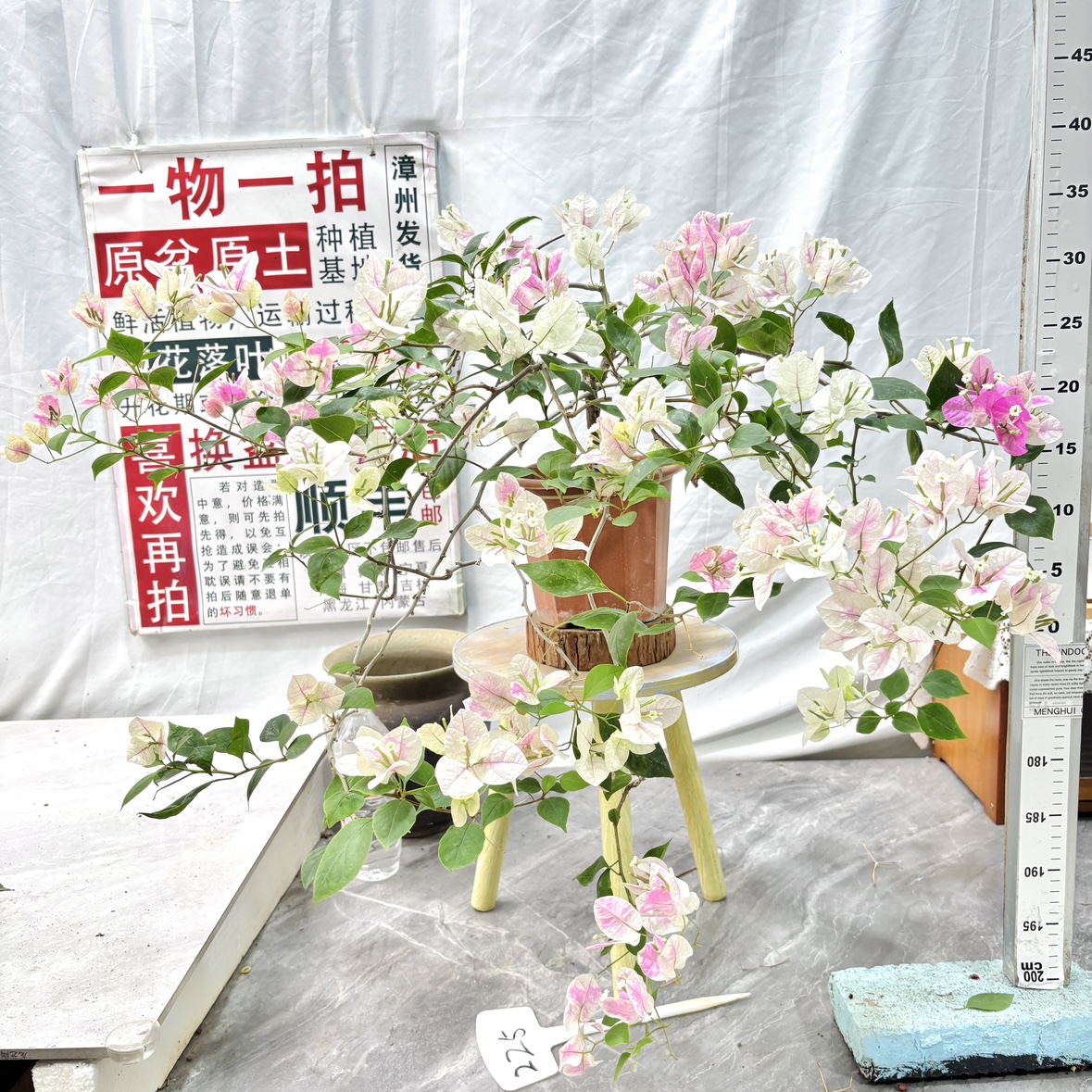 低飘【漳红缨】225一物一拍漳州三角梅原生带盆土四季勤花阳台