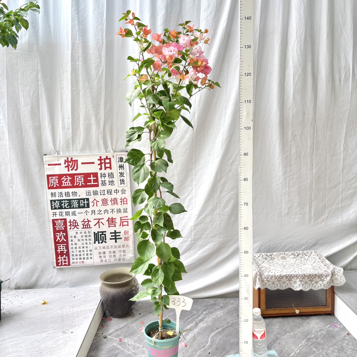高飘【橙口红】333一物一拍漳州三角梅原生带盆土四季勤花