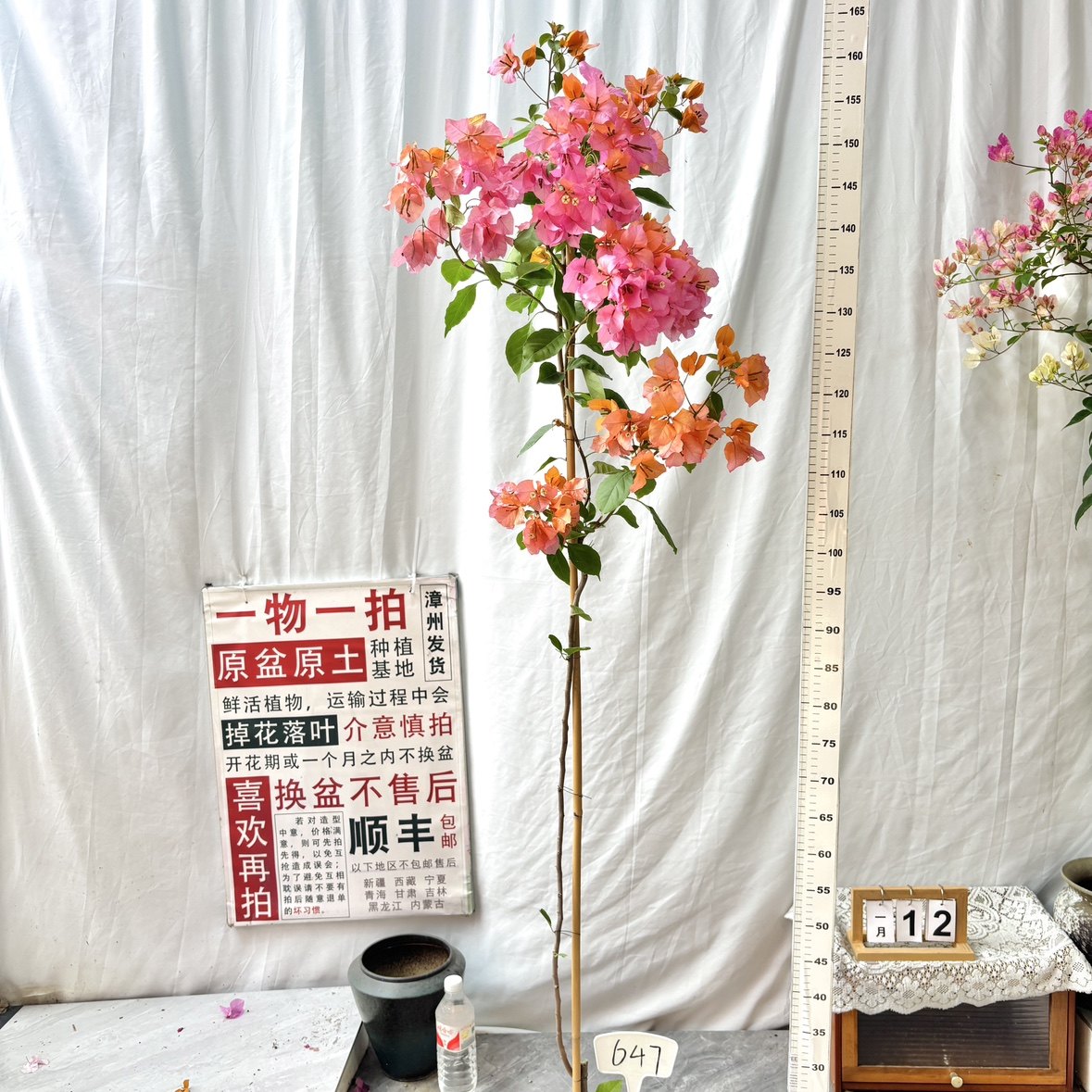 高飘【变色龙】647一物一拍漳州三角梅原生带盆土四季勤花阳台,鲜花速递/花卉仿真/绿植园艺,绣球/木绣球/木本植物,淘宝优惠券,粉丝福利购,淘宝优惠卷