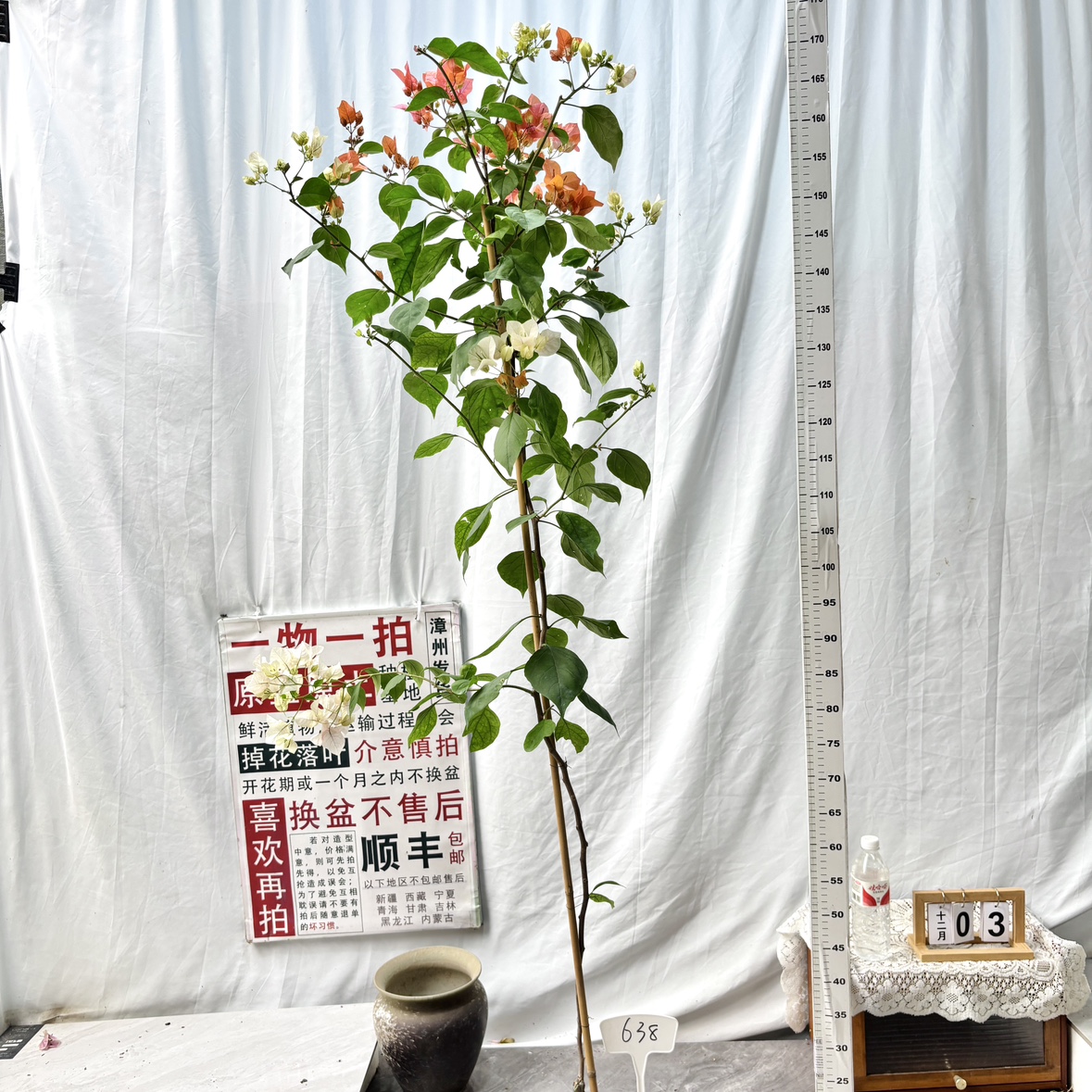 高飘【橙口红】638一物一拍漳州三角梅原生带盆土四季勤花阳台