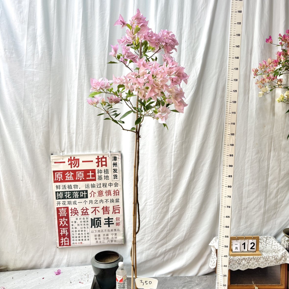 高飘【金夫人】350一物一拍漳州三角梅带盆土四季勤花阳台,鲜花速递/花卉仿真/绿植园艺,绣球/木绣球/木本植物,淘宝优惠券,粉丝福利购,淘宝优惠卷