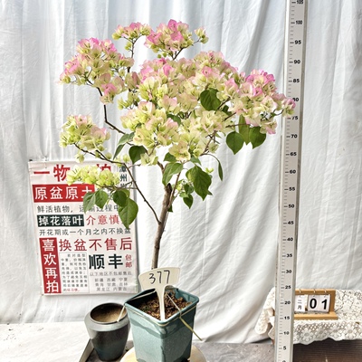 高杆方盆【绿樱】377漳州三角梅原生原盆原土一物一拍四季勤花