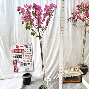 勤花阳台 640一物一拍漳州三角梅原生带盆土四季 高飘 粉狐狸