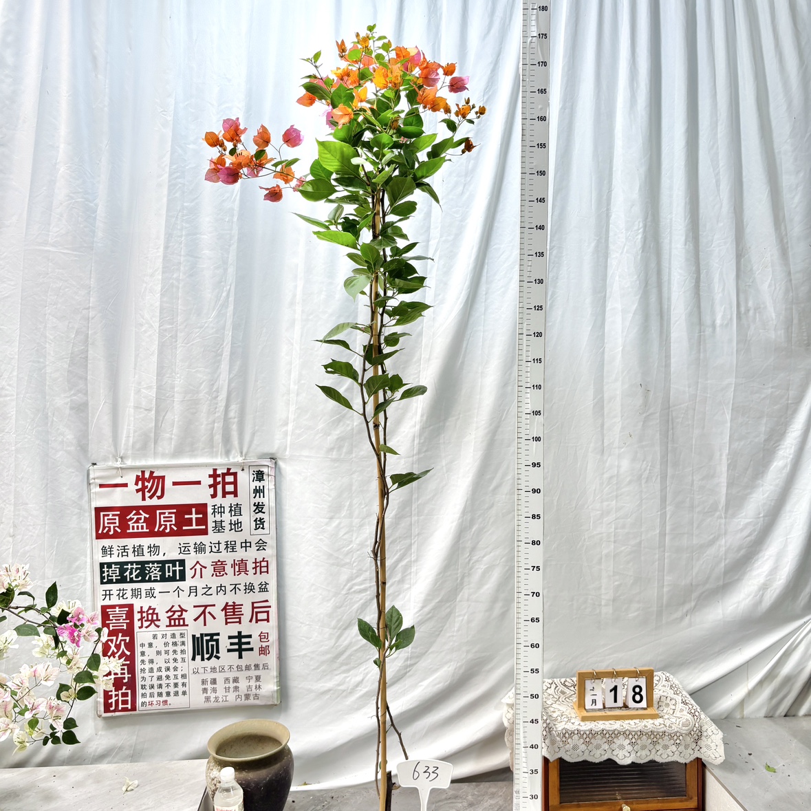 高飘【变色龙】633漳州三角梅一物一拍原生原盆原土四季勤花