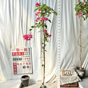 高飘【同安红】395一物一拍漳州三角梅带盆土原生四季勤花