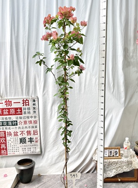高飘【阿奴娜】343一物一拍漳州三角梅原生带盆土四季勤花阳台