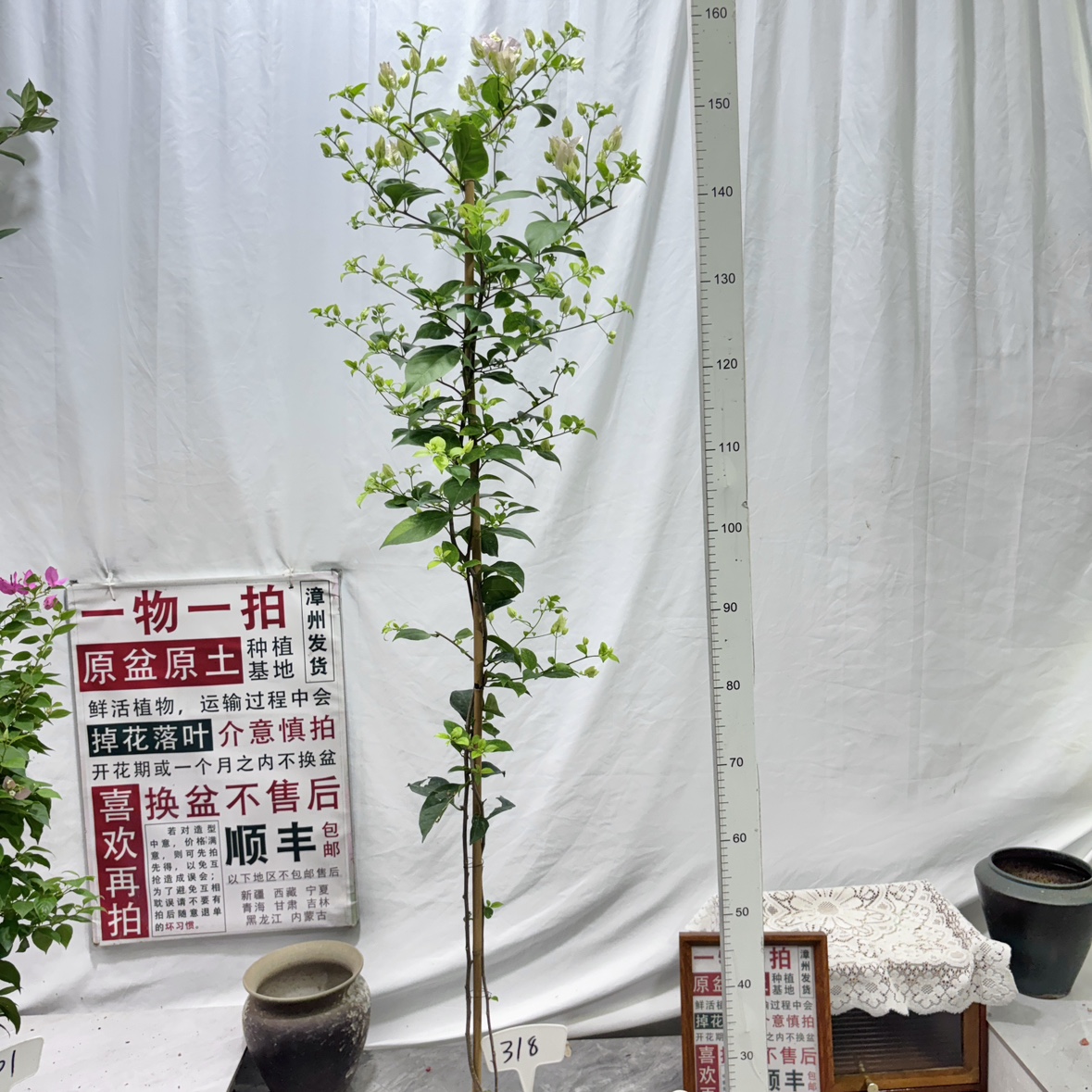 高飘【苹果花】318一物一拍漳州三角梅原生带盆土四季勤花阳台